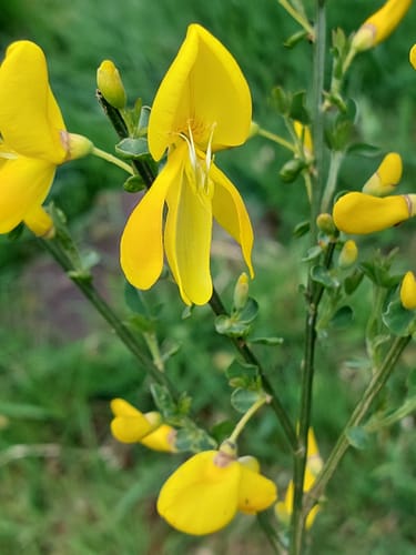 Im Markwald über Windrad 6 und Falkenkopf