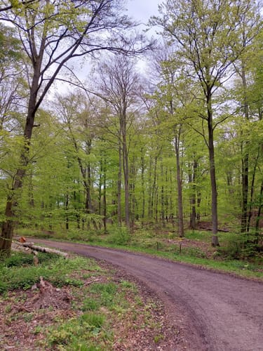 Im Markwald über Windrad 6 und Falkenkopf