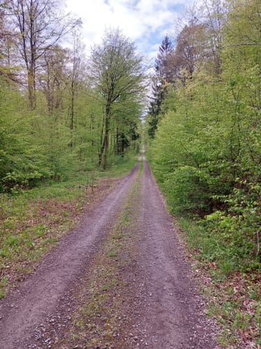 Im Markwald über Windrad 6 und Falkenkopf