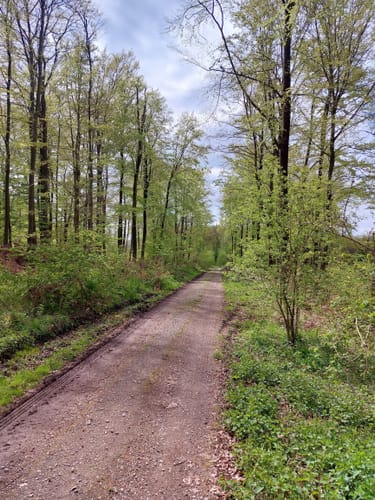 Im Markwald über Windrad 6 und Falkenkopf
