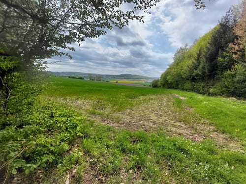 Im Markwald über Windrad 6 und Falkenkopf