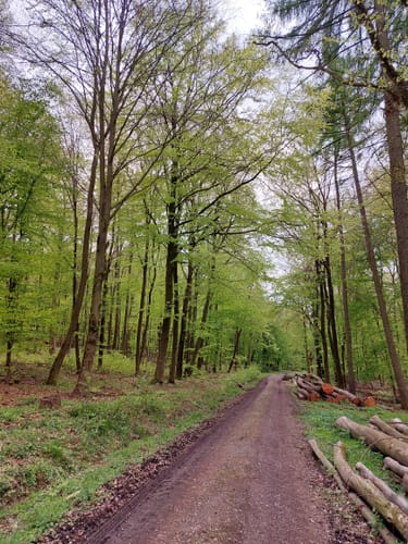 Im Markwald über Windrad 6 und Falkenkopf