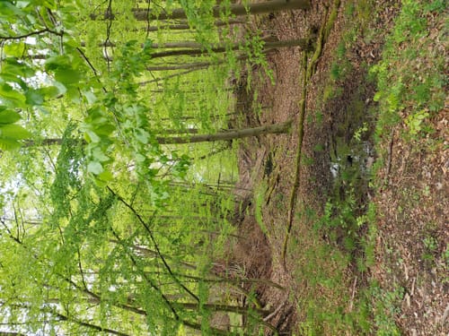 Im Markwald über Windrad 6 und Falkenkopf