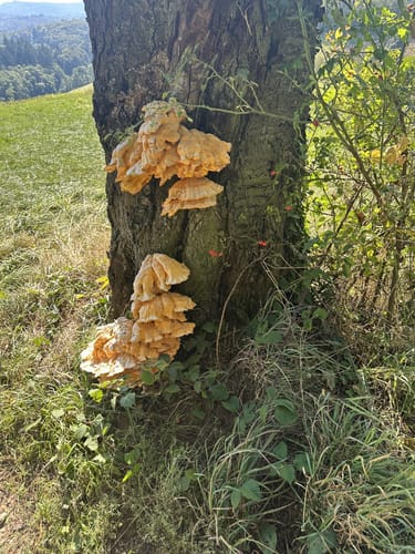 Schriesheimertal, Rippenweier und Ursenbach