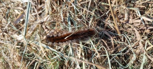 Biberpfad (Premiumwanderweg)