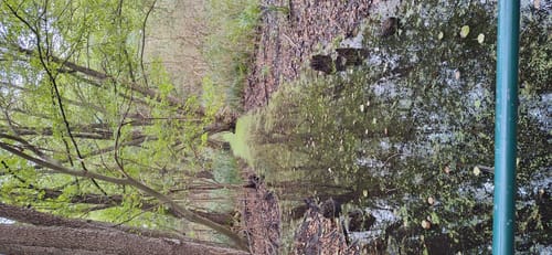 Bad Saarow: Kurpark - See - Fontane-Literaturpark