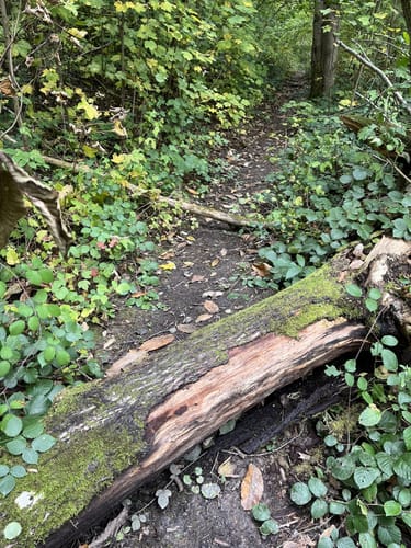Waldbachtal Runde