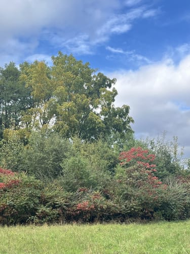 Durch das Arboretum Main-Taunus