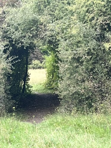 Durch das Arboretum Main-Taunus