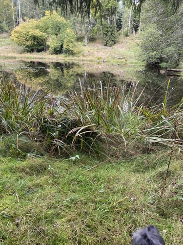 Trestenbachweiher Runde