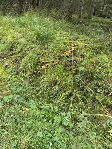 Trestenbachweiher Runde