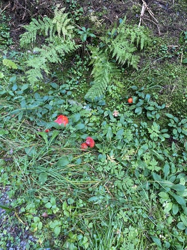 Trestenbachweiher Runde