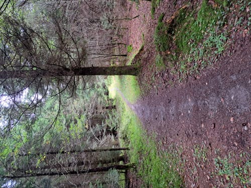 Luchsbrunnen Rundweg