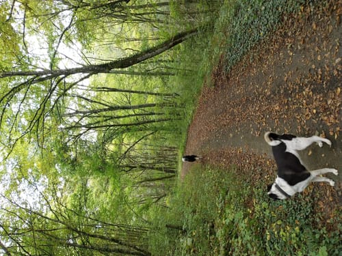 Oberweis - Bettingen (Naturpark Südeifel Wanderweg Nr. 75)