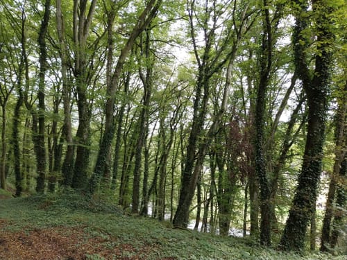 Oberweis - Bettingen (Naturpark Südeifel Wanderweg Nr. 75)
