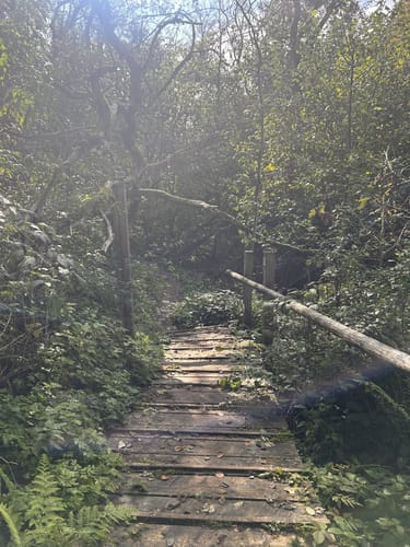 Bergmähwiesenpfad (Premiumwanderweg)