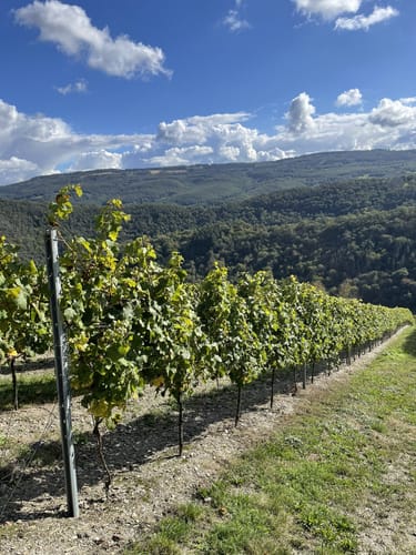 Aus Manubach rund um Winzberg