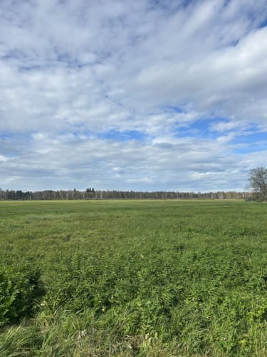 Durch den Wackelwald