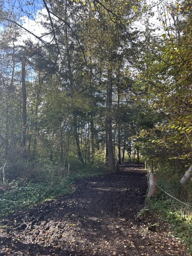 Durch den Wackelwald