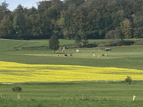 Rund um den Maisinger See