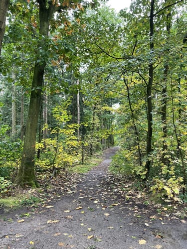Runde im Rantzauer Forst