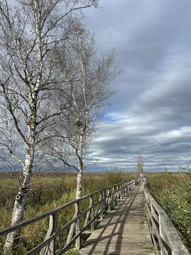 Federseesteg - Kurpar