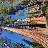 Grizzly Giant Loop Trail California 3 205 Reviews Map AllTrails