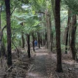 Wairoa Loop Track and Suspension Bridge Track, Auckland, New Zealand ...
