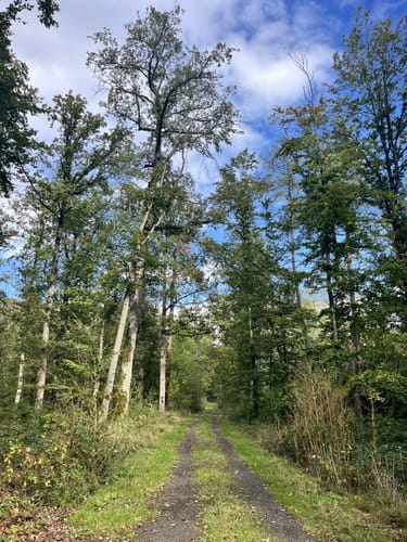 Zum Hamberger See