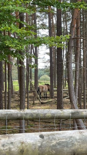 Tennenloher Forst - Kreuzeiche - Kugelfangwall Rundweg