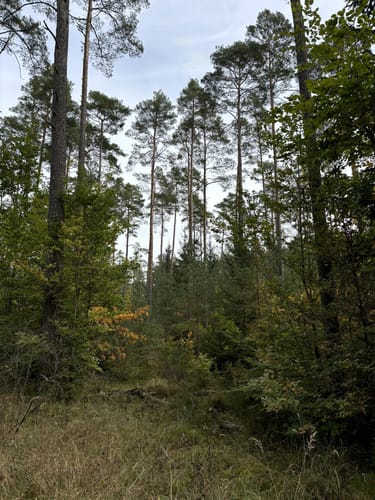 Tennenloher Forst - Kreuzeiche - Kugelfangwall Rundweg