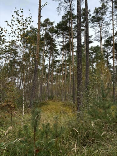 Tennenloher Forst - Kreuzeiche - Kugelfangwall Rundweg