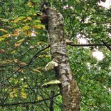 Greno Wood Nature Reserve, Prior Royd, and Old Yew Gate Circular, South ...