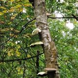 Greno Wood Nature Reserve, Prior Royd, and Old Yew Gate Circular, South ...