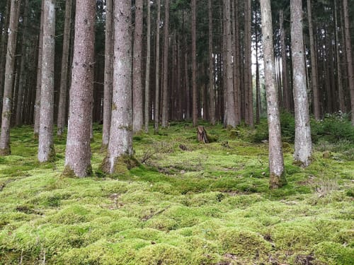 Rundwanderweg Fellen