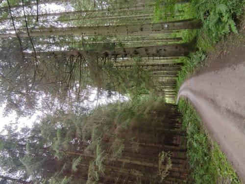 Rundwanderweg Fellen