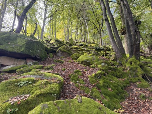 Hambacher Schloss und Hohe-Loog-Haus Kurzwanderweg