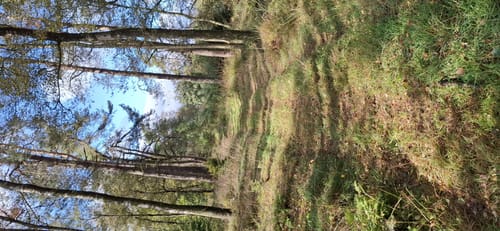 Piener Kopf (A3)