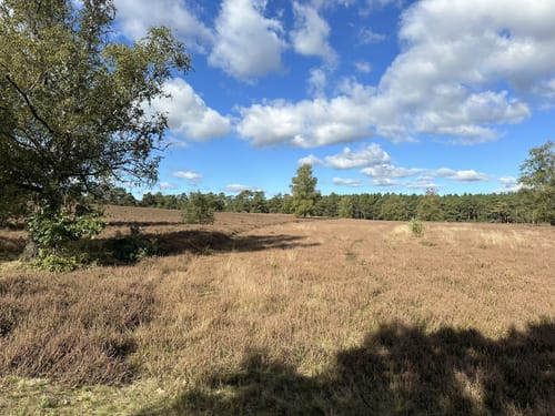 Südheide 'Sagenhafte Sicht im Elfenland' W4m (mittlere Tour)