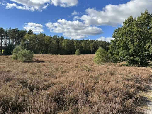 Südheide 'Sagenhafte Sicht im Elfenland' W4m (mittlere Tour)