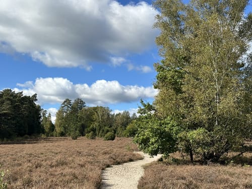 Südheide 'Sagenhafte Sicht im Elfenland' W4m (mittlere Tour)