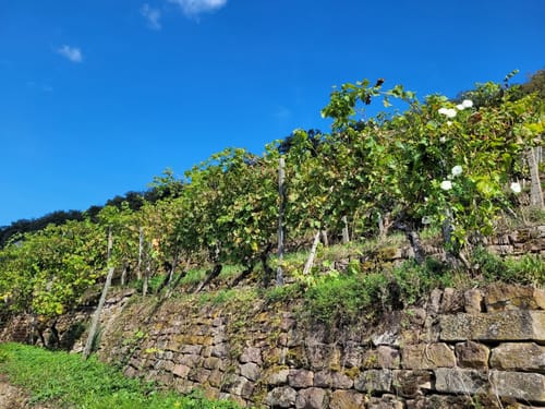 Erlenbach - Klingenberg