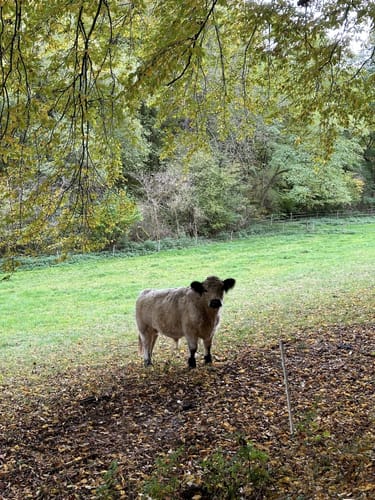 Mainzer Köpfe P12 (Premiumwanderweg)