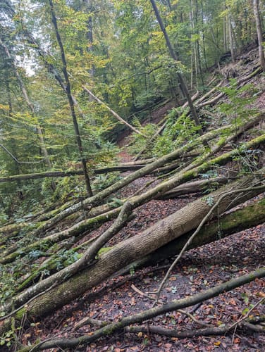 Mainauwald rund um St. Katharina