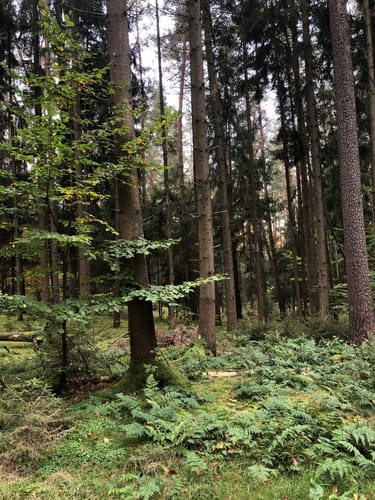 Rundwanderweg G1 Geiselwind