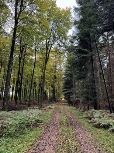 Naurath Rundweg