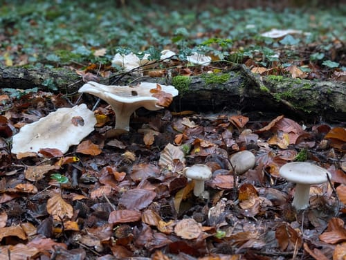 Mainauwald rund um St. Katharina