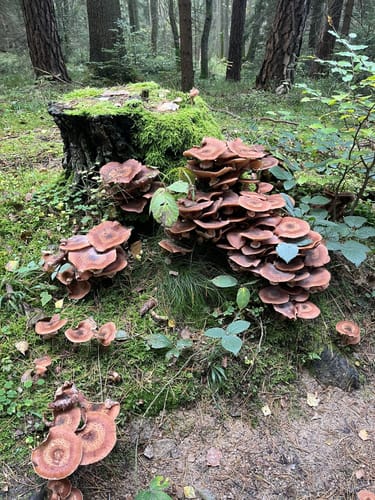 Rund um den Leuchtenberg