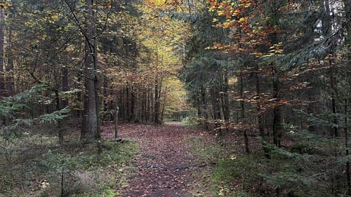 Wagensass bei Sulzbach