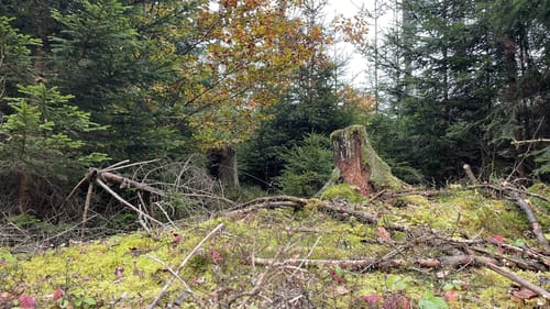 Wagensass bei Sulzbach